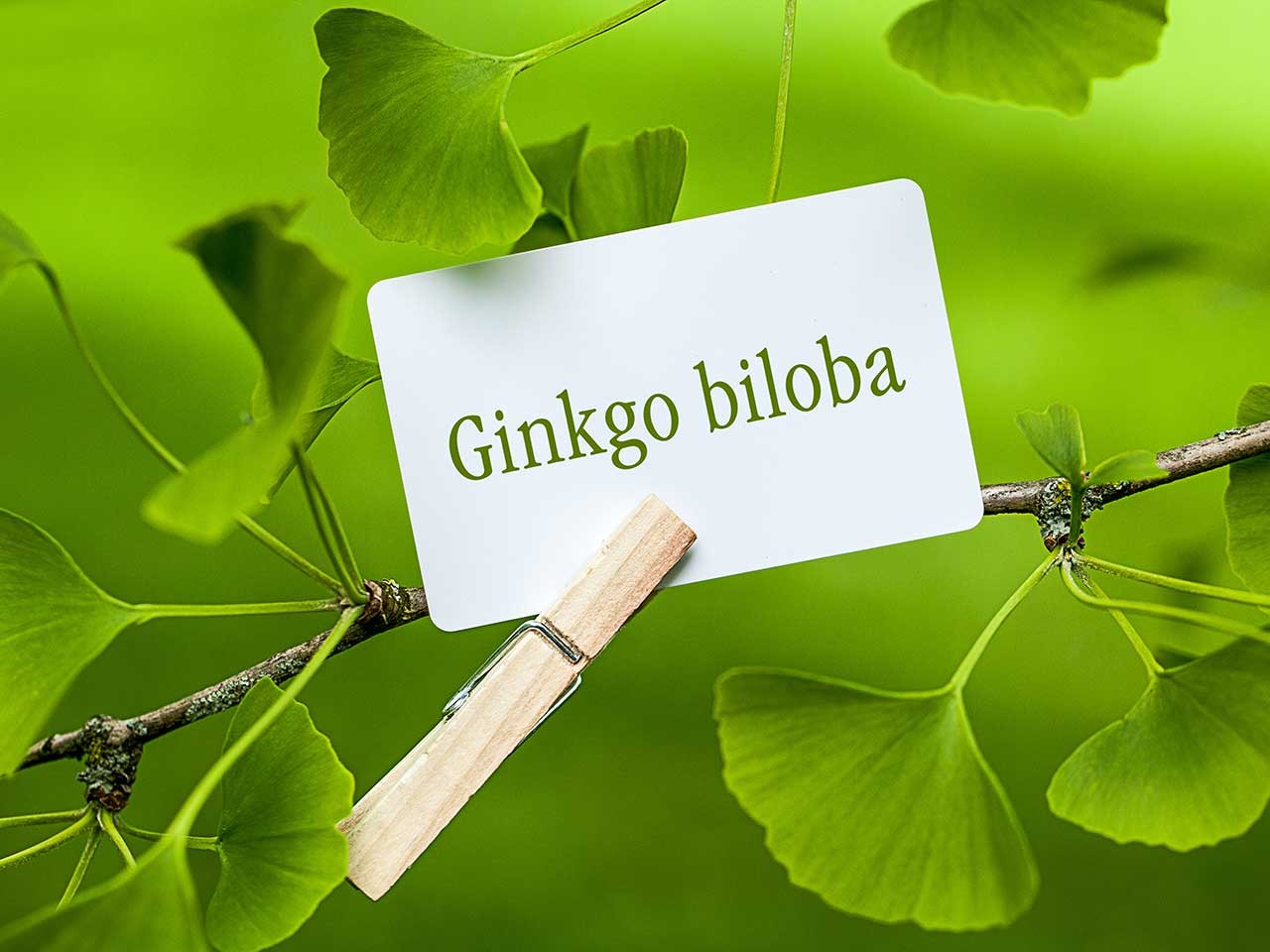 Ginkgo biloba pomáhá při tolika obtížích, že je ani nespočítáte!