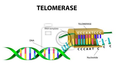 Enzym telomeráza je klíčem k zachování  mládí i zdraví. Podpořte její aktivitu